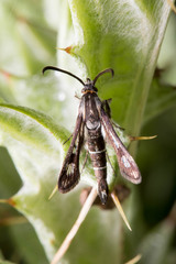 Pyropteron affinis