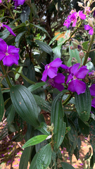 Pleroma semidecandrum