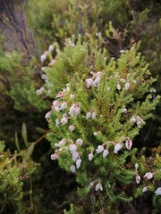 Erica pubescens