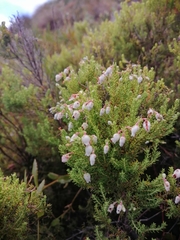 Erica pubescens