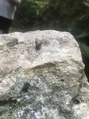 Choanopomops largillierti