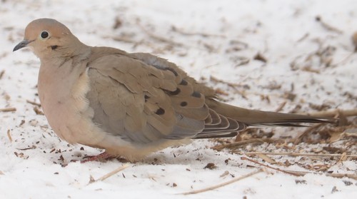 Mourning Dove photographed in Texas