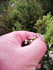 Erica pubescens