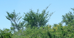 Afrocanthium mundianum