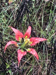 Lilium catesbaei image