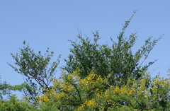 Afrocanthium mundianum