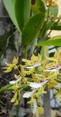 Epidendrum stamfordianum