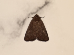 Condicinae