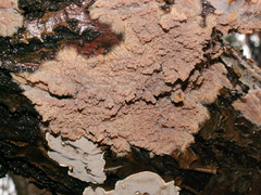Phlebia acerina