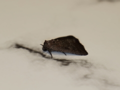Condicinae