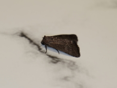 Condicinae