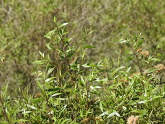 Tessaria dodonaeifolia