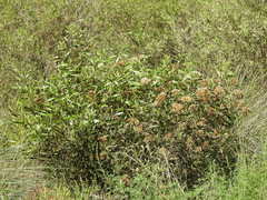 Tessaria dodonaeifolia