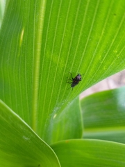 Astylus bourgeoisi