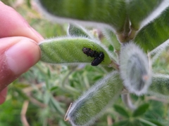 Astylus bourgeoisi