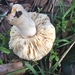 Russula subloculata - Photo (c) Darvin DeShazer, some rights reserved (CC BY-NC), uploaded by Darvin DeShazer