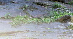 Hesperantha huttonii