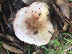 Russula subloculata