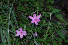 Hesperantha huttonii