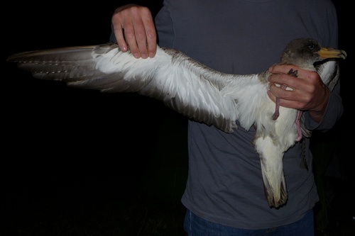 Cory's Shearwater, photo 6 of 7