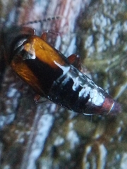 Tachinus subterraneus