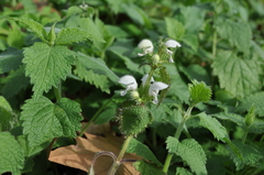 Lamium flexuosum