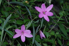 Hesperantha huttonii