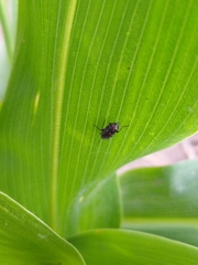 Astylus bourgeoisi