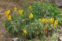 Senna didymobotrya image