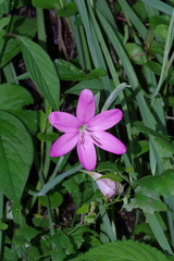 Hesperantha huttonii