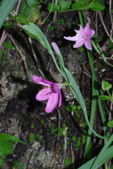 Hesperantha huttonii