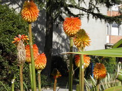 Kniphofia rooperi