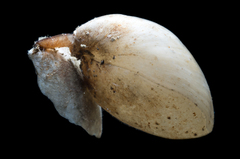 Brachiopoda