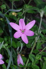 Hesperantha huttonii