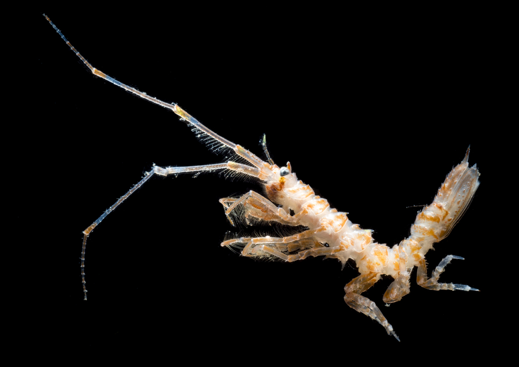 Arcturidae
