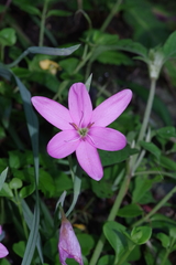 Hesperantha huttonii