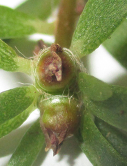 Portulaca amilis image