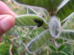 Astylus bourgeoisi
