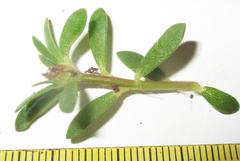 Portulaca amilis image