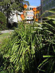 Kniphofia rooperi