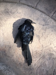 Quiscalus mexicanus