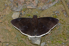Aethilla eleusinia