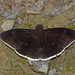 Aethilla eleusinia - Photo (c) Ken Kertell, algunos derechos reservados (CC BY-NC)