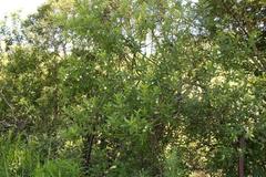 Bowkeria verticillata