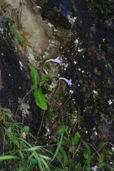 Streptocarpus rexii