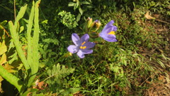 Orthrosanthus monadelphus