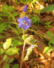 Orthrosanthus monadelphus