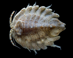 Serolella bouvieri