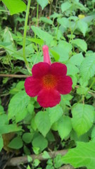 Achimenes pedunculata