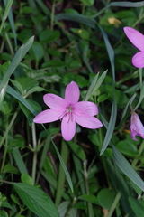 Hesperantha huttonii